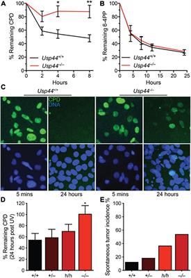 USP44 Stabilizes DDB2 to Facilitate Nucleotide Excision Repair and Prevent Tumors